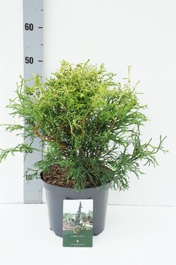 Puskiparisis bukasis (Lot Chamaecyparis o.) 'Tsatsumi Gold' C5/P23 30-40 CM | PUSKIPARISIAI | SPYGLIUOČIAI