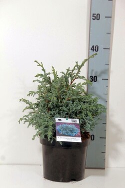 Puskiparisis žirniavaisis (Lot Chamaecyparis p.) 'Baby Blue' C2/P17 20-25 CM | PUSKIPARISIAI | SPYGLIUOČIAI