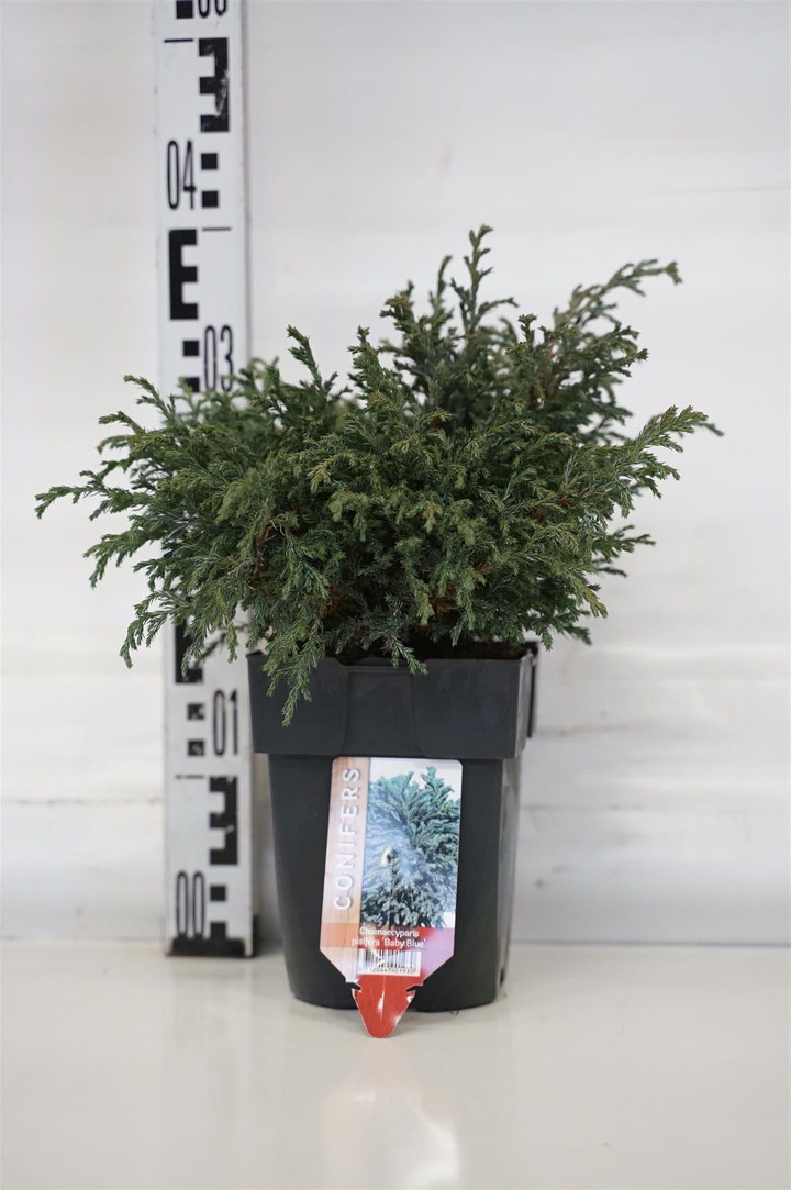 Puskiparisis žirniavaisis (Lot Chamaecyparis p.) 'Baby Blue' C2/P17 30/+ CM
