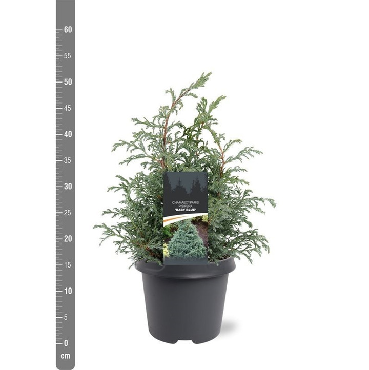 Puskiparisis žirniavaisis (Lot Chamaecyparis p.) 'Baby Blue' C5/P23 30-40 CM | PUSKIPARISIAI | SPYGLIUOČIAI