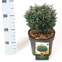 Puskiparisis žirniavaisis (Lot Chamaecyparis p.) 'Blue Moon' C2,5/P18 20-25 CM - nuotrauka 1