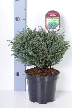 Puskiparisis žirniavaisis (Lot Chamaecyparis p.) 'Blue Moon' C2,5/P18 20-25 CM - nuotrauka 2