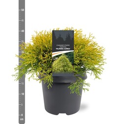 Puskiparisis žirniavaisis (Lot Chamaecyparis p.) 'Filifera Aurea' C5/P23 30-40 CM