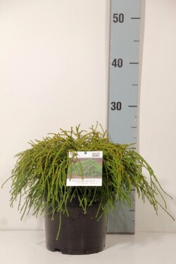 Puskiparisis žirniavaisis (Lot Chamaecyparis p.) 'Filifera Nana' C2/P17 20-25 CM | PUSKIPARISIAI | SPYGLIUOČIAI