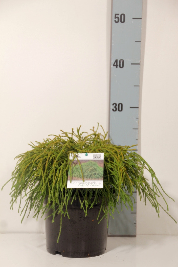 Puskiparisis žirniavaisis (Lot Chamaecyparis p.) 'Filifera Nana' C2/P17 20-25 CM | PUSKIPARISIAI | SPYGLIUOČIAI