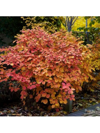 Pūkenis Europinis (Lot Cotinus Coggygria) GOLDEN SPIRIT C3 20-30CM-PŪKENIAI-KRŪMAI