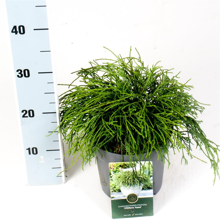 Puskiparisis žirniavaisis (Lot Chamaecyparis p.) 'Filifera Nana' C2,5/P18 20-25 CM | PUSKIPARISIAI | SPYGLIUOČIAI