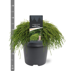 Puskiparisis žirniavaisis (Lot Chamaecyparis p.) 'Filifera Nana' C5/P23 30-40 CM | PUSKIPARISIAI | SPYGLIUOČIAI