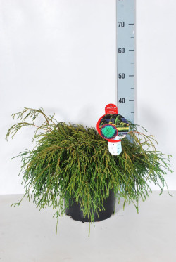 Puskiparisis žirniavaisis (Lot Chamaecyparis p.) 'Filifera Nana' C7,5/P26 40-50 CM | PUSKIPARISIAI | SPYGLIUOČIAI