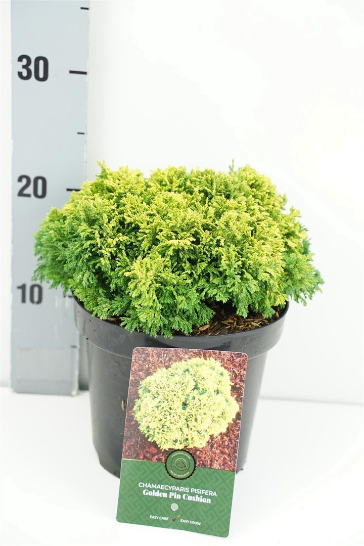 Puskiparisis žirniavaisis (Lot Chamaecyparis p.) 'Golden PinCushion' C2,5/P18 15-20 CM | PUSKIPARISIAI | SPYGLIUOČIAI