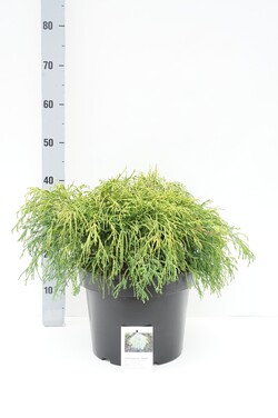 Puskiparisis žirniavaisis (Lot Chamaecyparis p.) 'Sungold' C10 40-50 CM