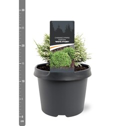 Puskiparisis žirniavaisis (Lot Chamaecyparis p.) 'White Pygmy' C3/P19 20-25 CM | PUSKIPARISIAI | SPYGLIUOČIAI
