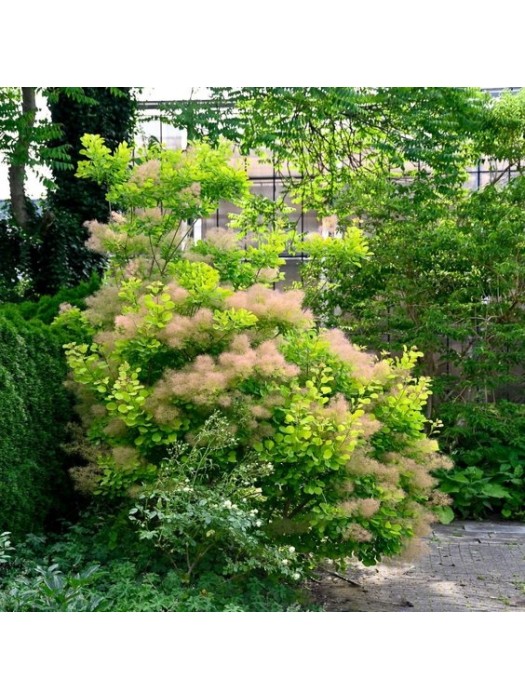 Pūkenis Europinis (Lot Cotinus Coggygria) GOLDEN SPIRIT C3 20-30CM-PŪKENIAI-KRŪMAI