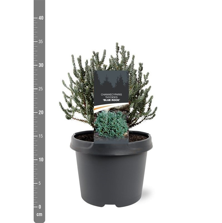 Puskiparisis baltasis (Lot Chamaecyparis t.) 'Blue Rock' C3/P19 20-25 CM | PUSKIPARISIAI | SPYGLIUOČIAI