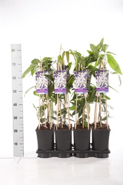 Raganė armando (Lot Clematis arm.) 'Apple Blossom' C2,5 70 CM 4 ST(SP) - nuotrauka 2
