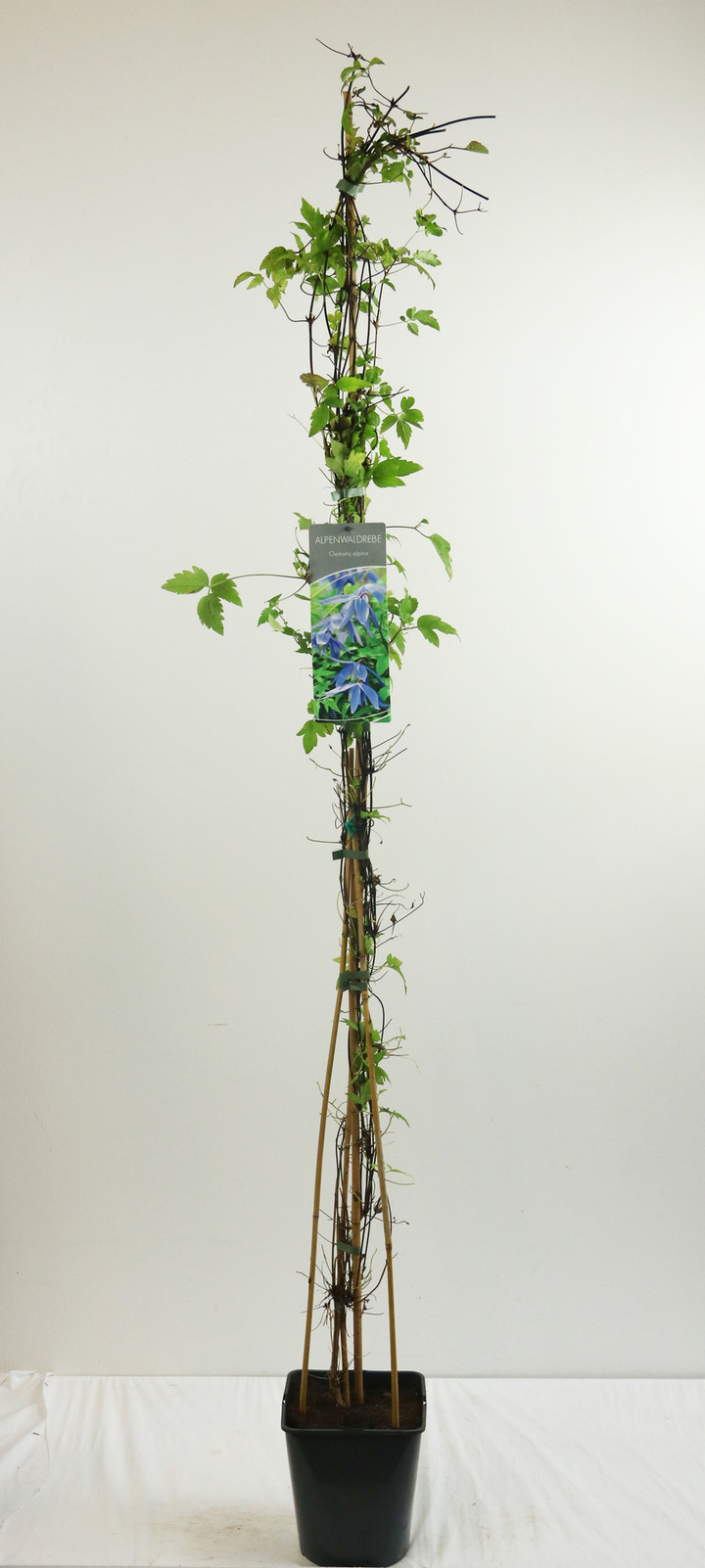 Raganė alpinė (Lot Clematis alpina) C5/P23 100-125 CM | RAGANĖS | VIJOKLINIAI
