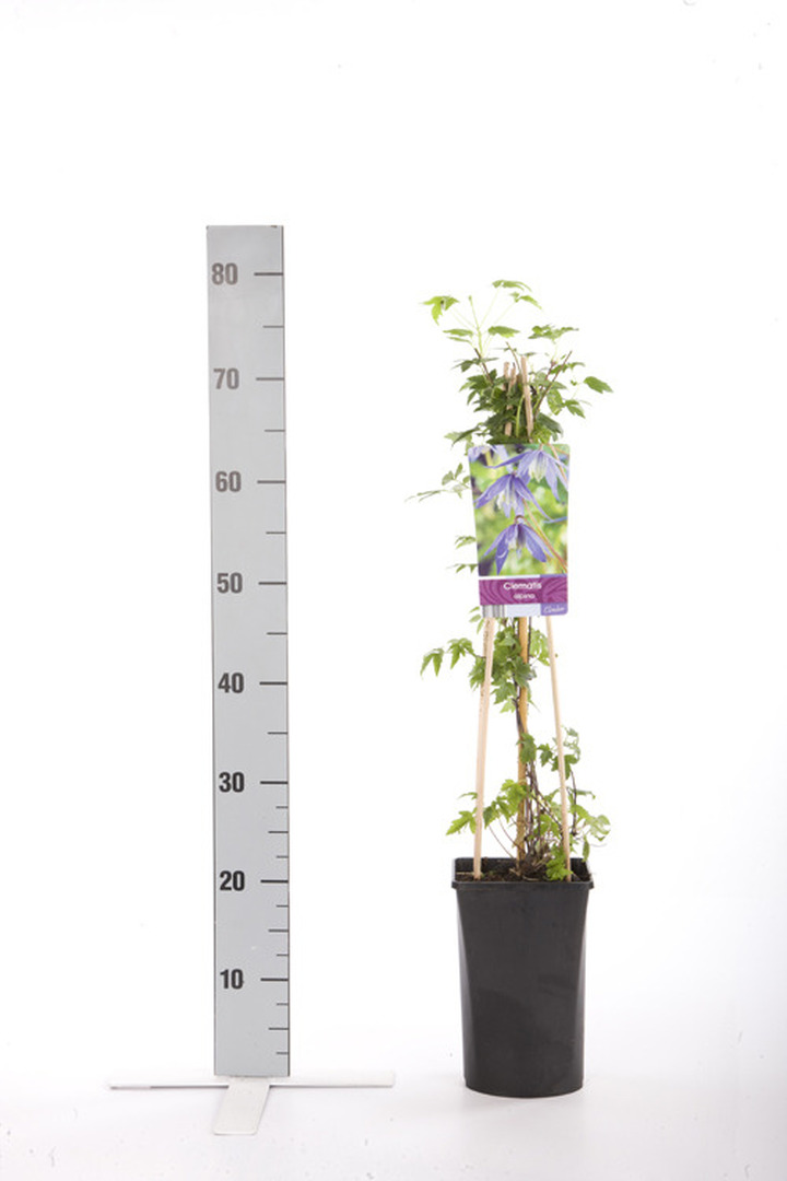 Raganė alpinė (Lot Clematis alpina) C2,5 70 CM 4 ST(SP) | RAGANĖS | VIJOKLINIAI