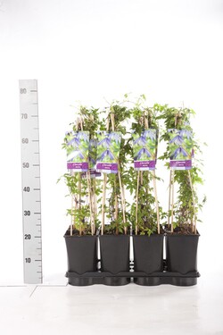 Raganė alpinė (Lot Clematis alpina) C2,5 70 CM 4 ST(SP) - nuotrauka 2