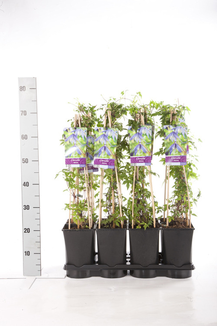 Raganė alpinė (Lot Clematis alpina) C2,5 70 CM 4 ST(SP) | RAGANĖS | VIJOKLINIAI