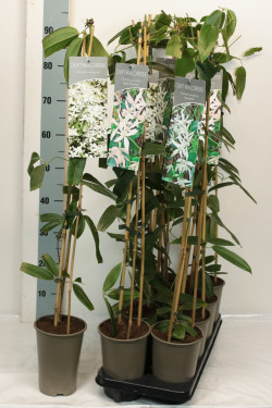 Raganė Armando MIX (Lot Clematis armandii) P17 60-100 3-STICK - nuotrauka 2