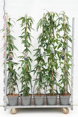 Raganė Armando MIX (Lot Clematis armandii)   C7,5/P26 180/+ CM 'Apple Blossom', 'Snowdrift' & 'Hendersonii Rubra'
