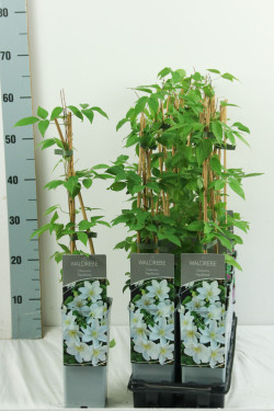 Raganė (Lot Clematis) 'Apollonia' P17 40-60 CM 3 STICK | RAGANĖS | VIJOKLINIAI