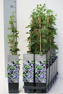 Raganė (Lot Clematis) 'Arabella' P17 40-60 CM 3 STICK | RAGANĖS | VIJOKLINIAI