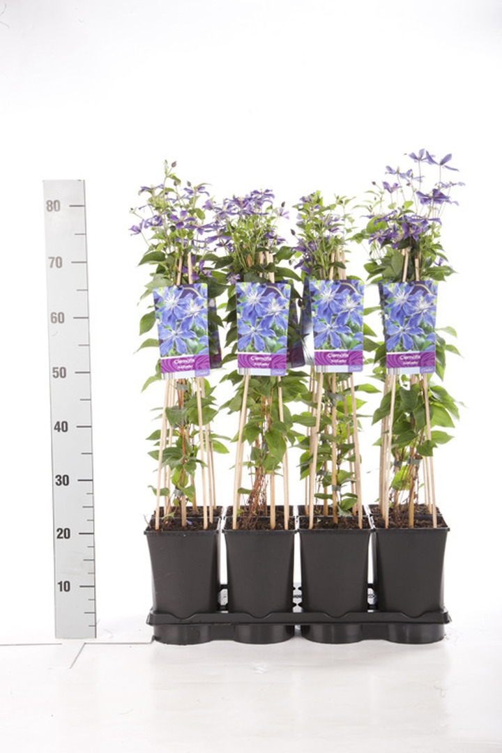 Raganės (Lot Clematis) 'Arabella' C2,5 70 CM 4 ST(SP) | RAGANĖS | VIJOKLINIAI