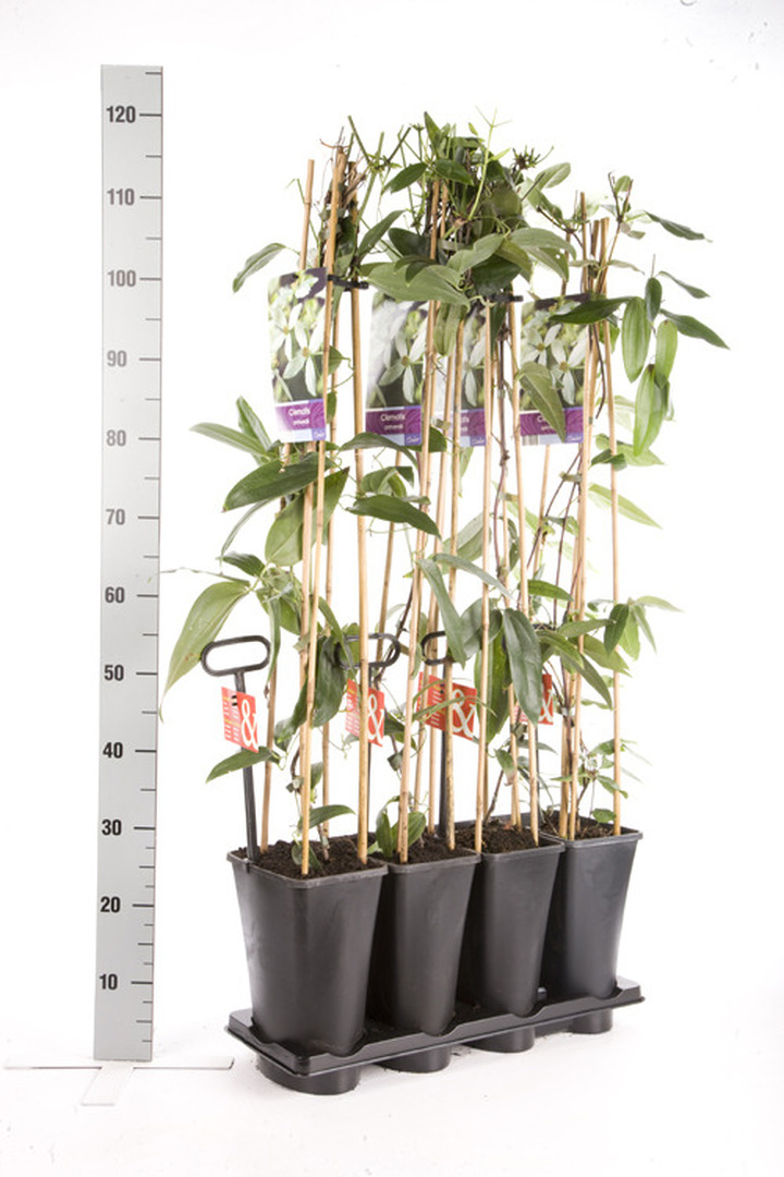 Raganė Armando MIX (Lot Clematis armandii) C5 120 CM 4 ST (SK) | RAGANĖS | VIJOKLINIAI