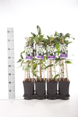 Raganė armando (Lot Clematis armandii)  C2,5 70 CM 4 ST(SP) - nuotrauka 2