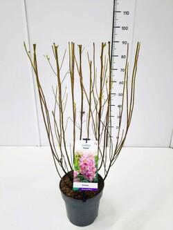 Alksnotis tikrasis (Lot Clethra alnif.) 'Rosea' C5/P23 50-60 CM