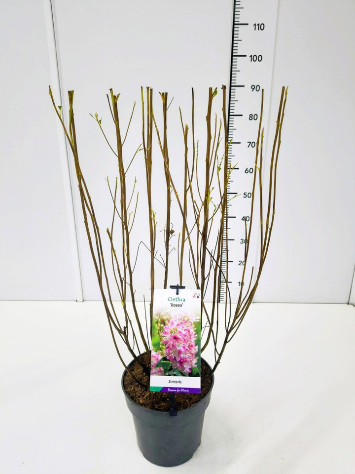 Alksnotis tikrasis (Lot Clethra alnif.) 'Rosea' C5/P23 50-60 CM