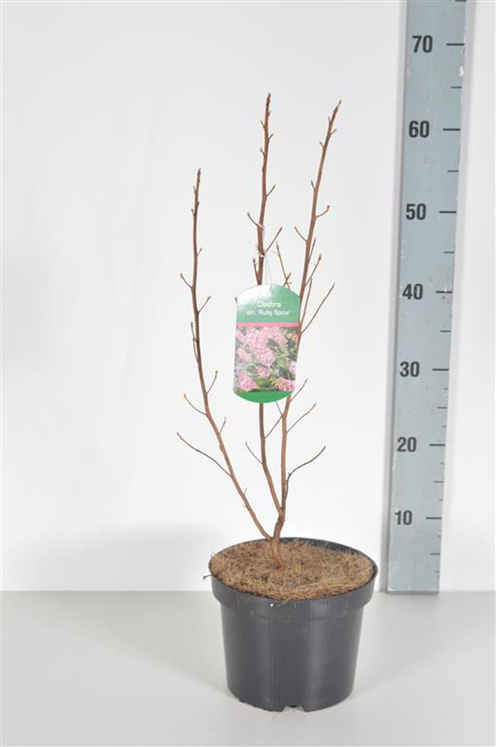 Alksnotis tikrasis (Lot Clethra alnif.) 'Ruby Spice' C3/P19 40-50 CM