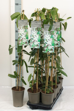 Raganė armando (Lot Clematis arm.) 'Snowdrift' P17 60-100 3-STICK | RAGANĖS | VIJOKLINIAI
