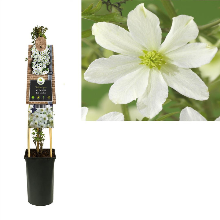 Raganė (Lot Clematis) 'Avalanche' C2,5 70 CM 4 ST(SP)