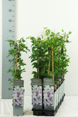 Raganė (Lot Clematis) 'Blue Angel' P17 40-60 CM 3 STICK | RAGANĖS | VIJOKLINIAI
