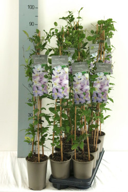 Raganė (Lot Clematis) 'Blue Angel' P17 60-100 3-STICK | RAGANĖS | VIJOKLINIAI