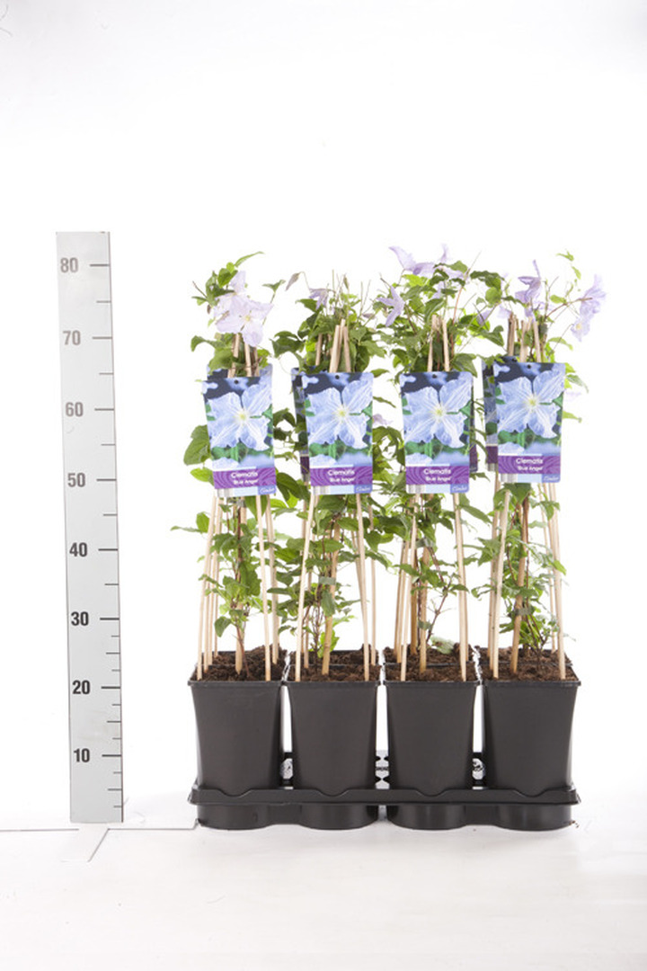 Raganės (Lot Clematis) 'Blue Angel' C2,5 70 CM 4 ST(SP) | RAGANĖS | VIJOKLINIAI