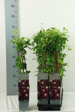 Raganė (Lot Clematis) 'Blue Belle' P17 40-60 CM 3 STICK | RAGANĖS | VIJOKLINIAI
