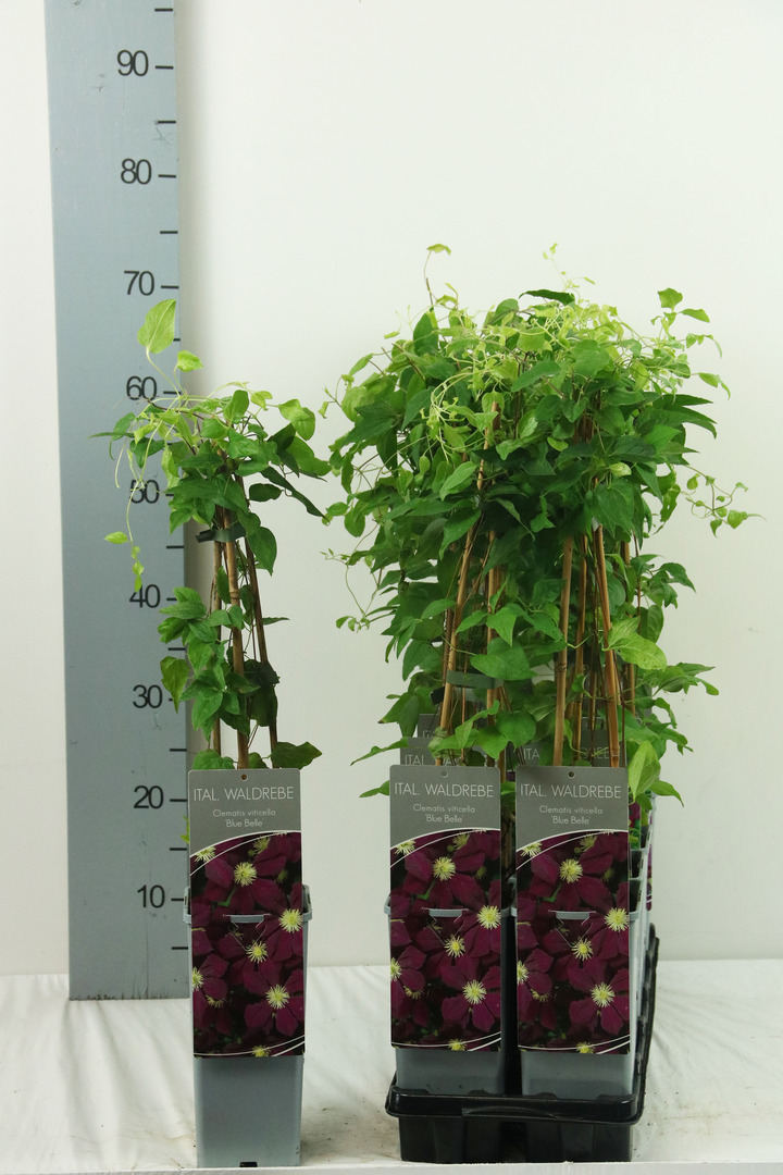 Raganė (Lot Clematis) 'Blue Belle' P17 40-60 CM 3 STICK | RAGANĖS | VIJOKLINIAI
