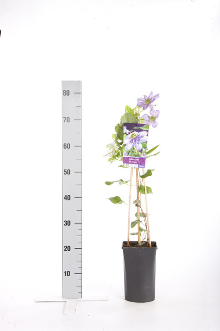 Raganės (Lot Clematis) 'Blue Light' C2,5 70 CM 4 ST(SP) | RAGANĖS | VIJOKLINIAI