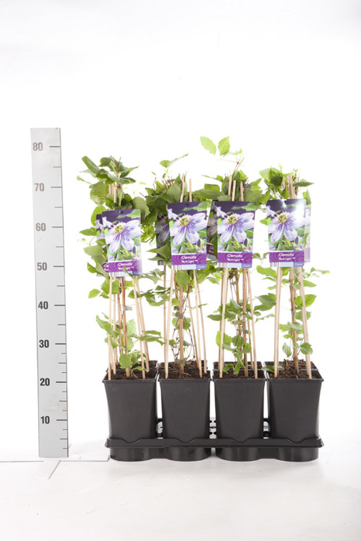 Raganės (Lot Clematis) 'Blue Light' C2,5 70 CM 4 ST(SP) | RAGANĖS | VIJOKLINIAI