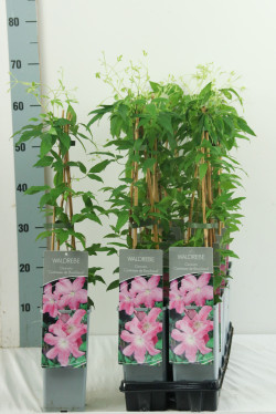 Raganė (Lot Clematis) 'Comtesse de Bouchaud' P17 40-60 CM 3 STICK | RAGANĖS | VIJOKLINIAI