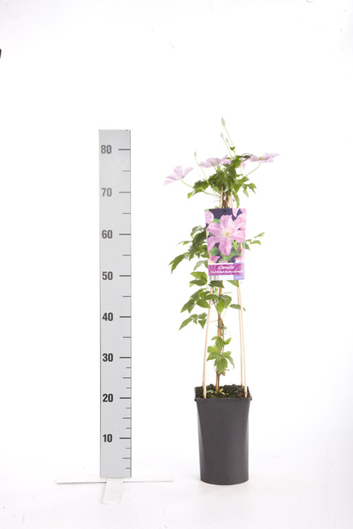 Raganės (Lot Clematis) 'Comtesse de Bouchaud' C2,5 70 CM 4 ST(SP) | RAGANĖS | VIJOKLINIAI