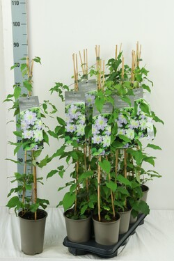 Raganė (Lot Clematis) 'Christal Fountain' P17 60-100 3-STICK | RAGANĖS | VIJOKLINIAI