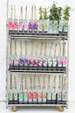 Vijokliai MIX (Lot Climbers)  P17 40-60 CM 3 STICK - nuotrauka 1