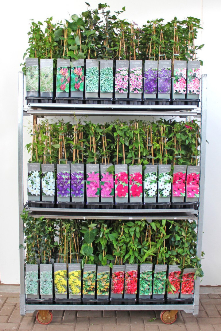 Vijokliai MIX (Lot Climbers)  P17 40-60 CM 3 STICK