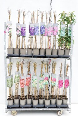 Vijokliai MIX (Lot Climbers)  C2/P17 60-80 CM