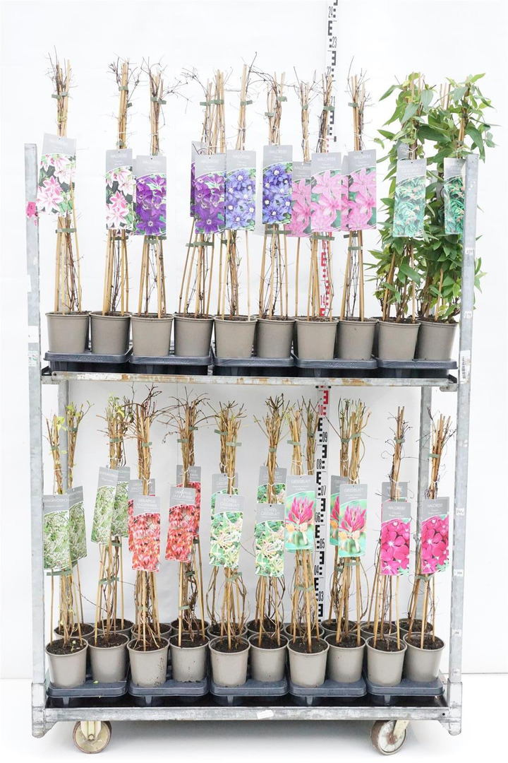 Vijokliai MIX (Lot Climbers)  C2/P17 60-80 CM