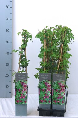 Raganė (Lot Clematis) 'Columella' P17 40-60 CM 3 STICK | RAGANĖS | VIJOKLINIAI